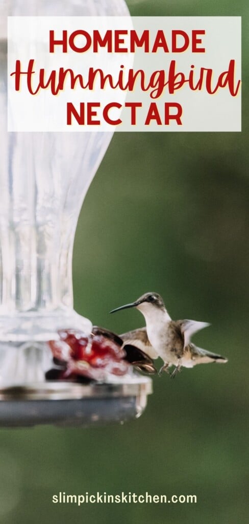 Hummingbird nectar recipe pinterest image
