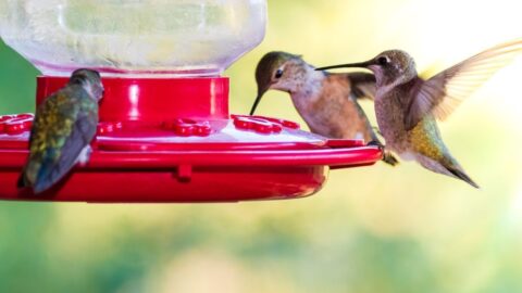 four hummingbirds around a hummingbird feeder