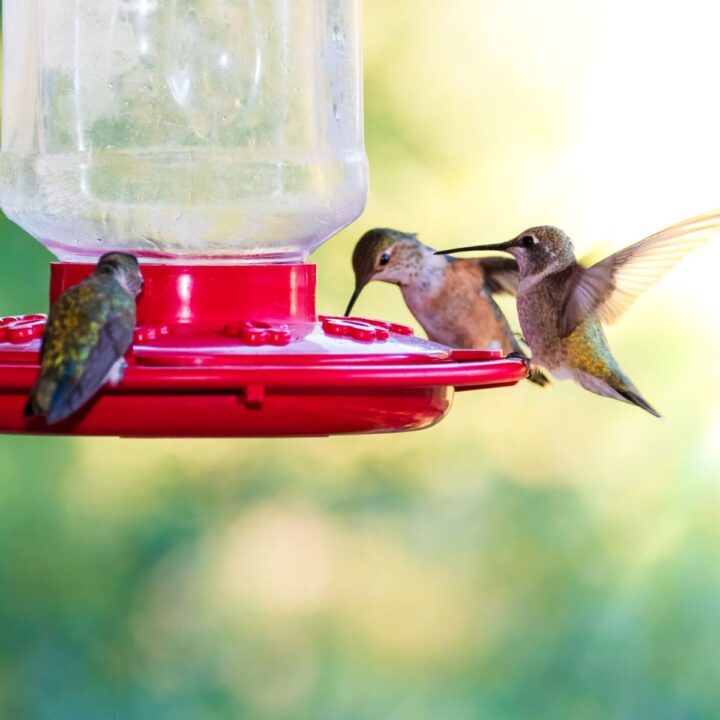 four hummingbirds around a hummingbird feeder