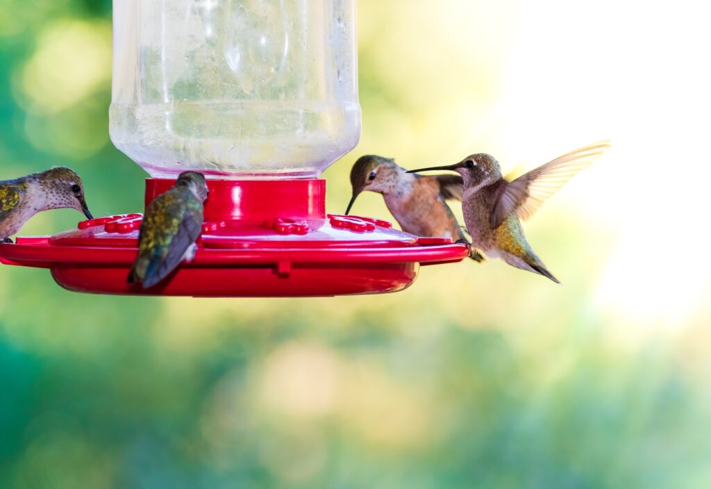 four hummingbirds around a hummingbird feeder