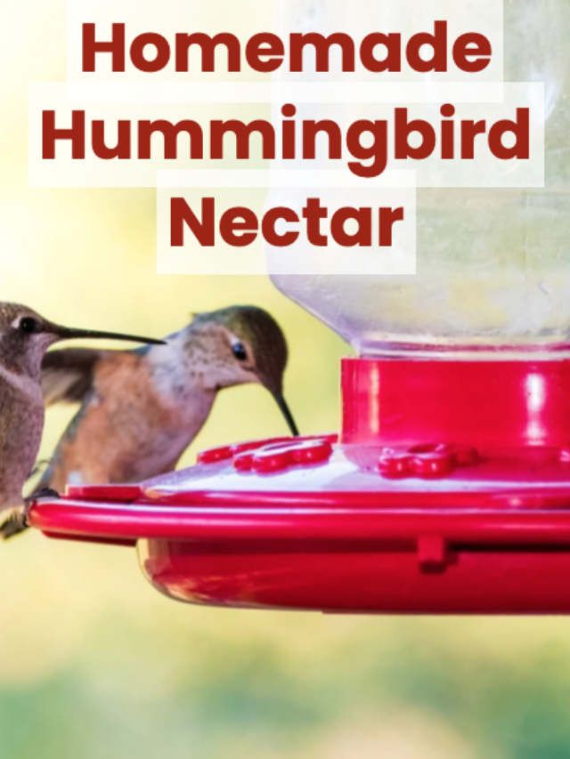 Homemade Hummingbird Nectar Easy Recipes and Ministry Meals