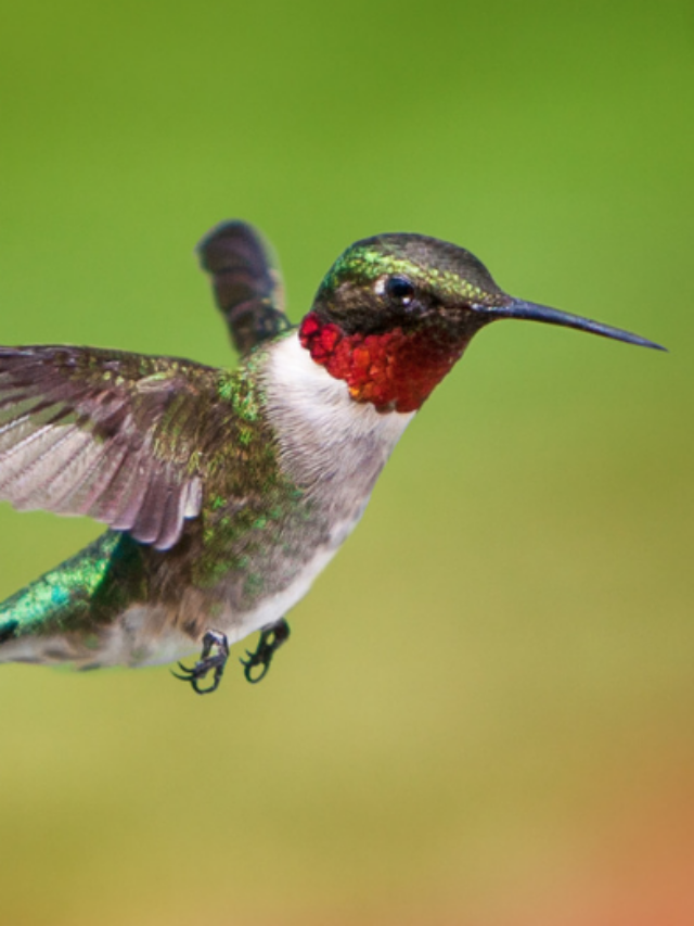 Easy Homemade Hummingbird Food Recipe (No Red Dye) Easy Recipes and